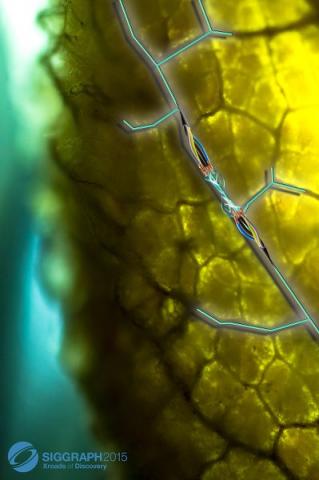 First Place Winner Lindsey Foy